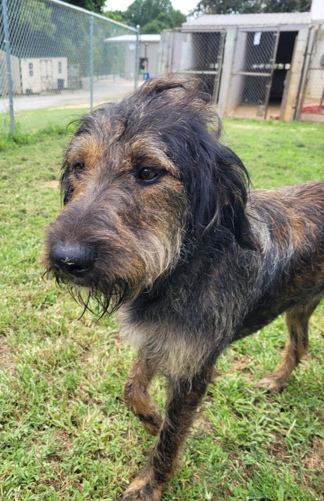 Malkie, Adoptable, Young Male German Wirehaired Pointer.