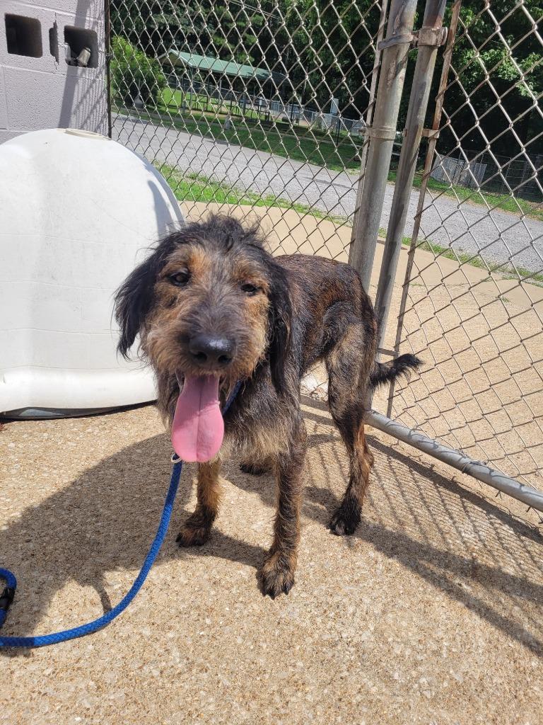 Enlarge Malkie, a Adoptable German Wirehaired Pointer in Lawrenceburg, TN image 2/2
