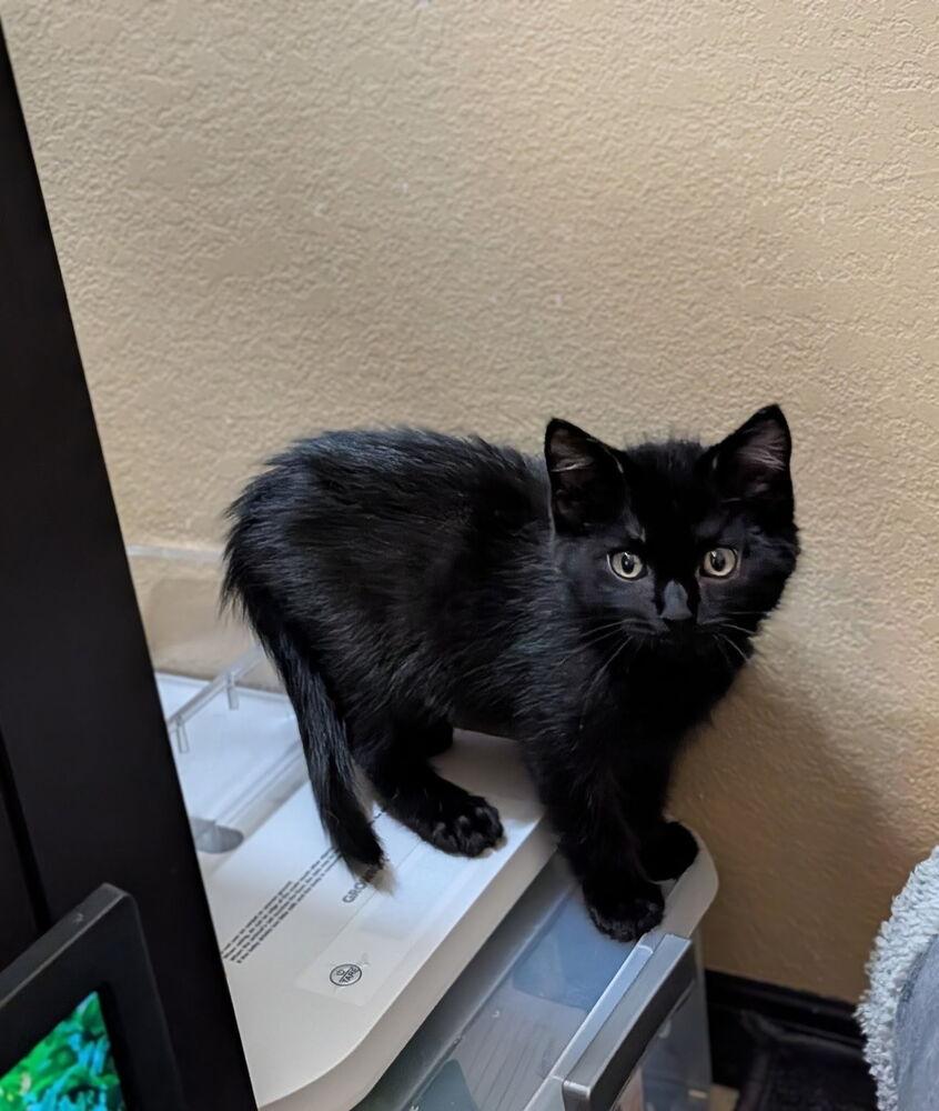 Ronaldo, Adoptable, Kitten Male Domestic Short Hair.