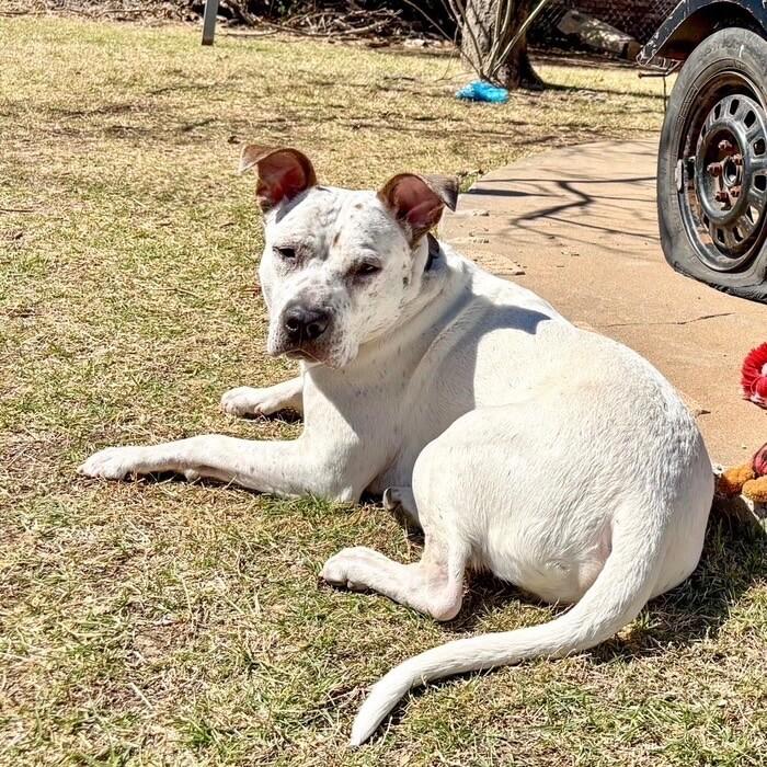HANK THE HANDSOME, a Adoptable Mixed Breed in lawton, OK image 1/6