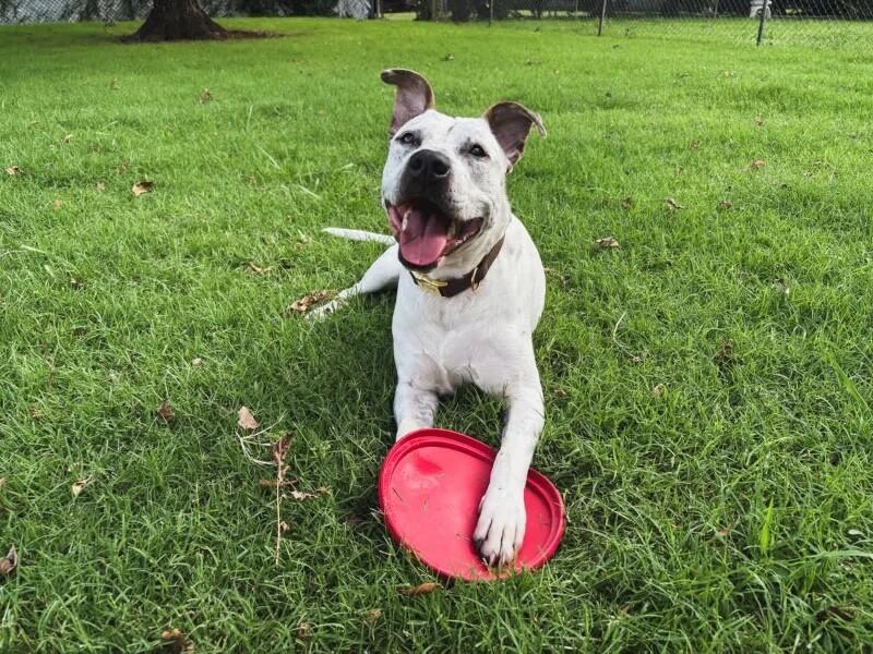 HANK THE HANDSOME, a Adoptable Mixed Breed in lawton, OK image 2/6