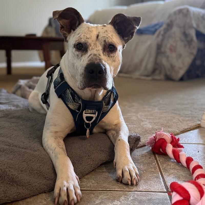 HANK THE HANDSOME, a Adoptable Mixed Breed in lawton, OK image 3/6
