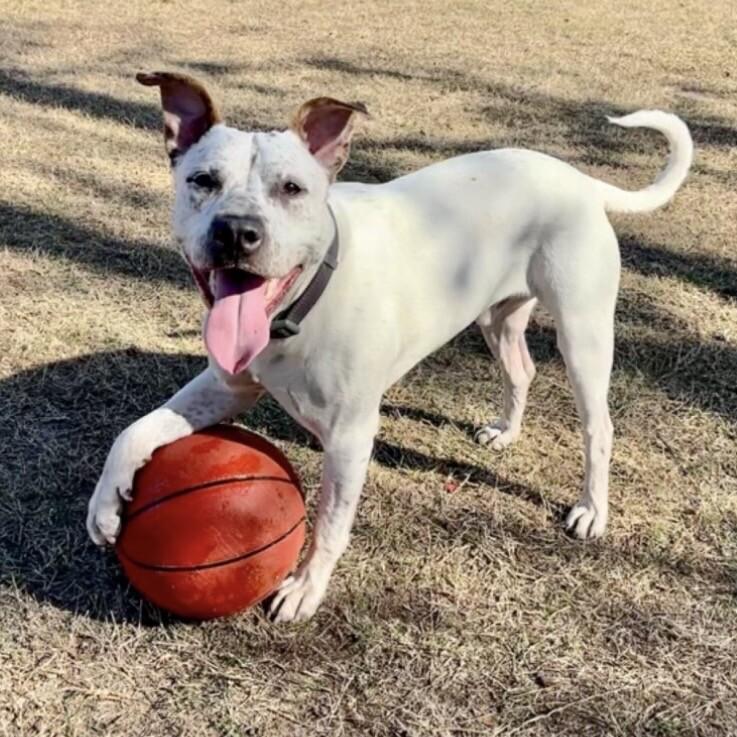 HANK THE HANDSOME, a Adoptable Mixed Breed in lawton, OK image 6/6