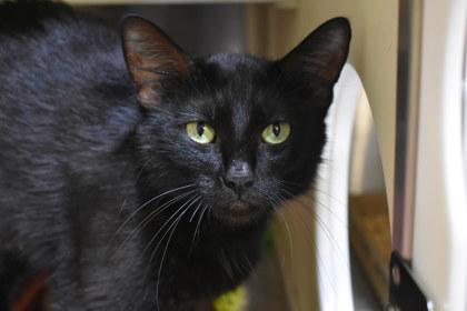 Inky, Adoptable, Adult Female Domestic Short Hair & Domestic Short Hair.