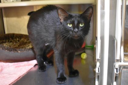 Inky, a Adoptable mixed breed in Kansas City, MO image 2/2