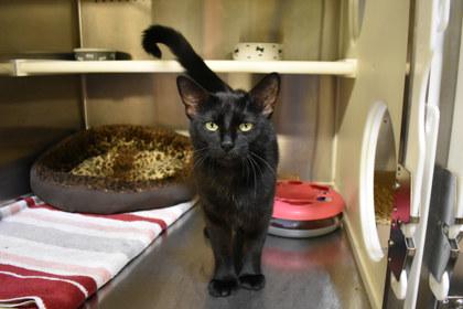 Inky, a Adoptable mixed breed in Kansas City, MO image 2/3
