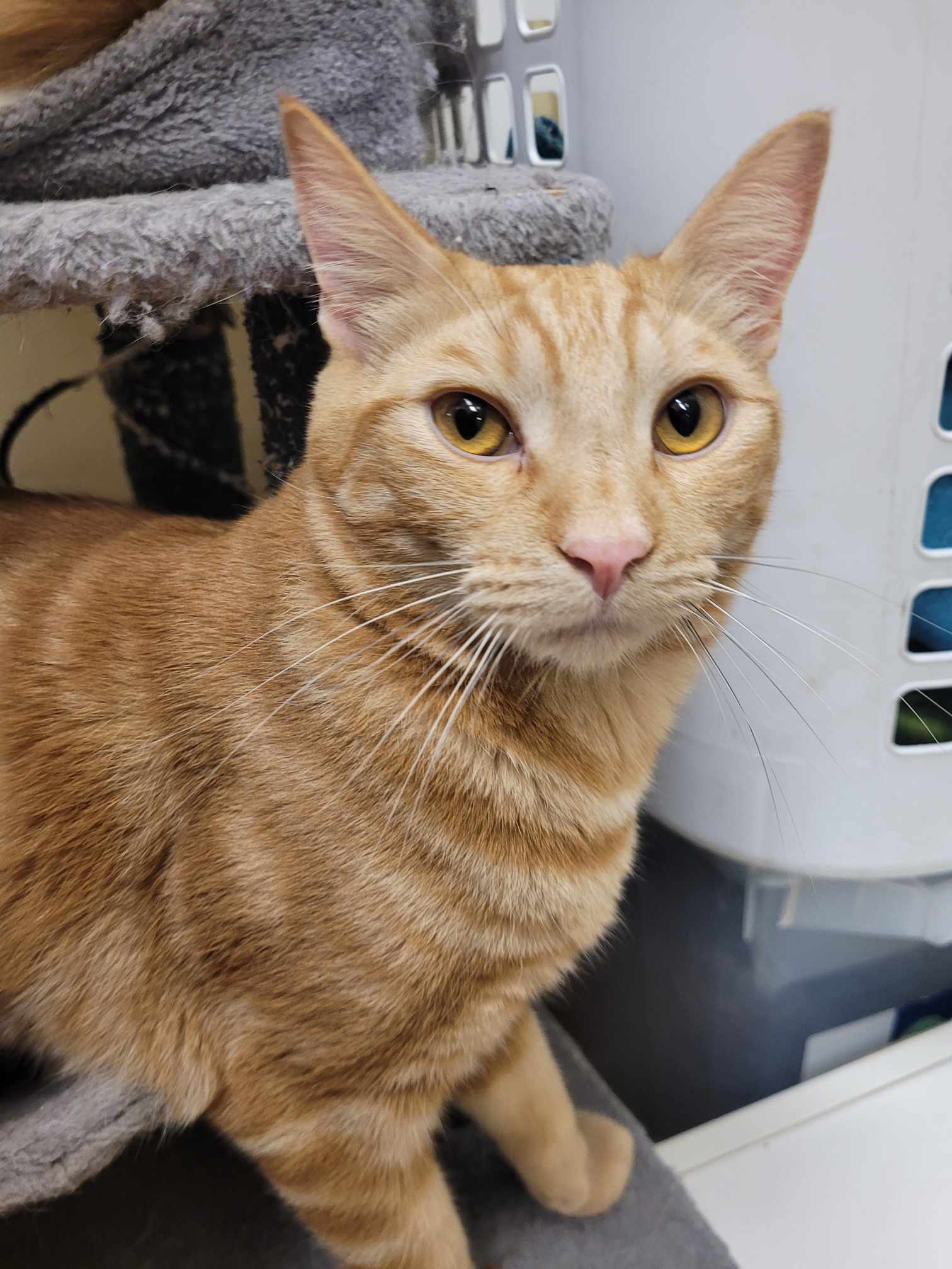 Enlarge SERGEANT BECKER, a Adoptable mixed breed in Murrieta, CA image 3/4