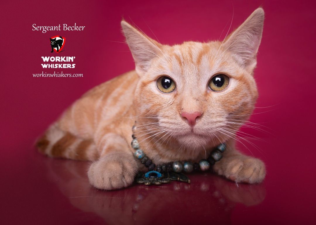 SERGEANT BECKER photo 4