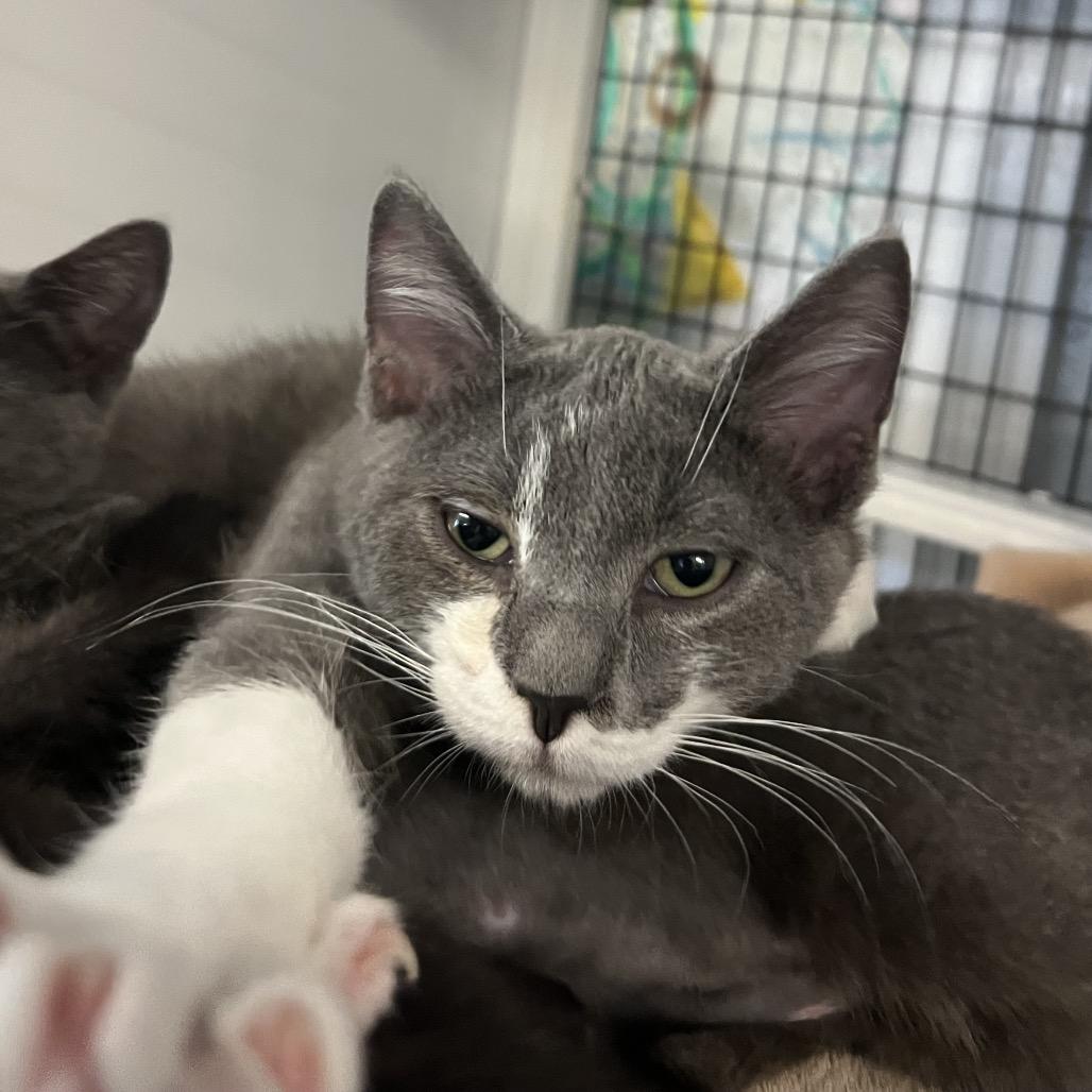 Enlarge Paul, a Adoptable Domestic Short Hair in Ruckersville, VA image 1/2