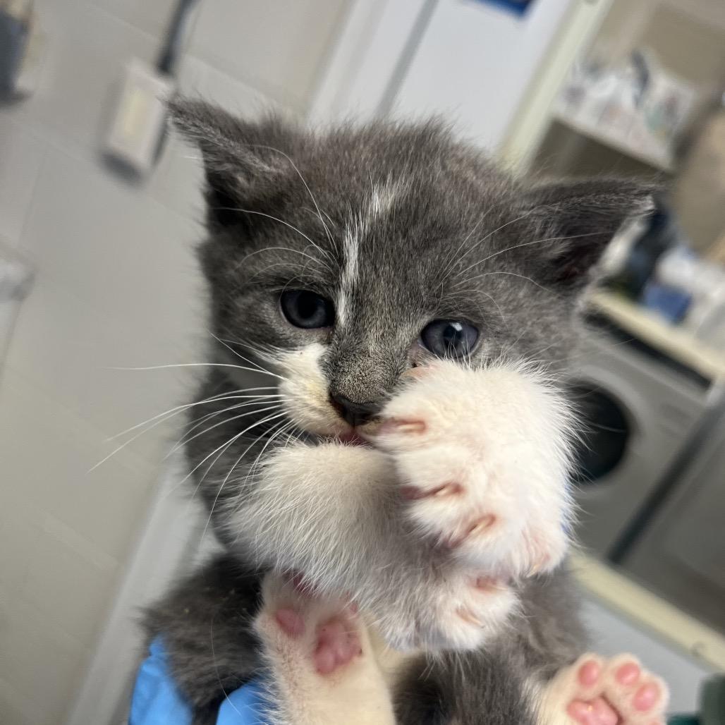 Enlarge Paul, a Adoptable Domestic Short Hair in Ruckersville, VA image 2/2