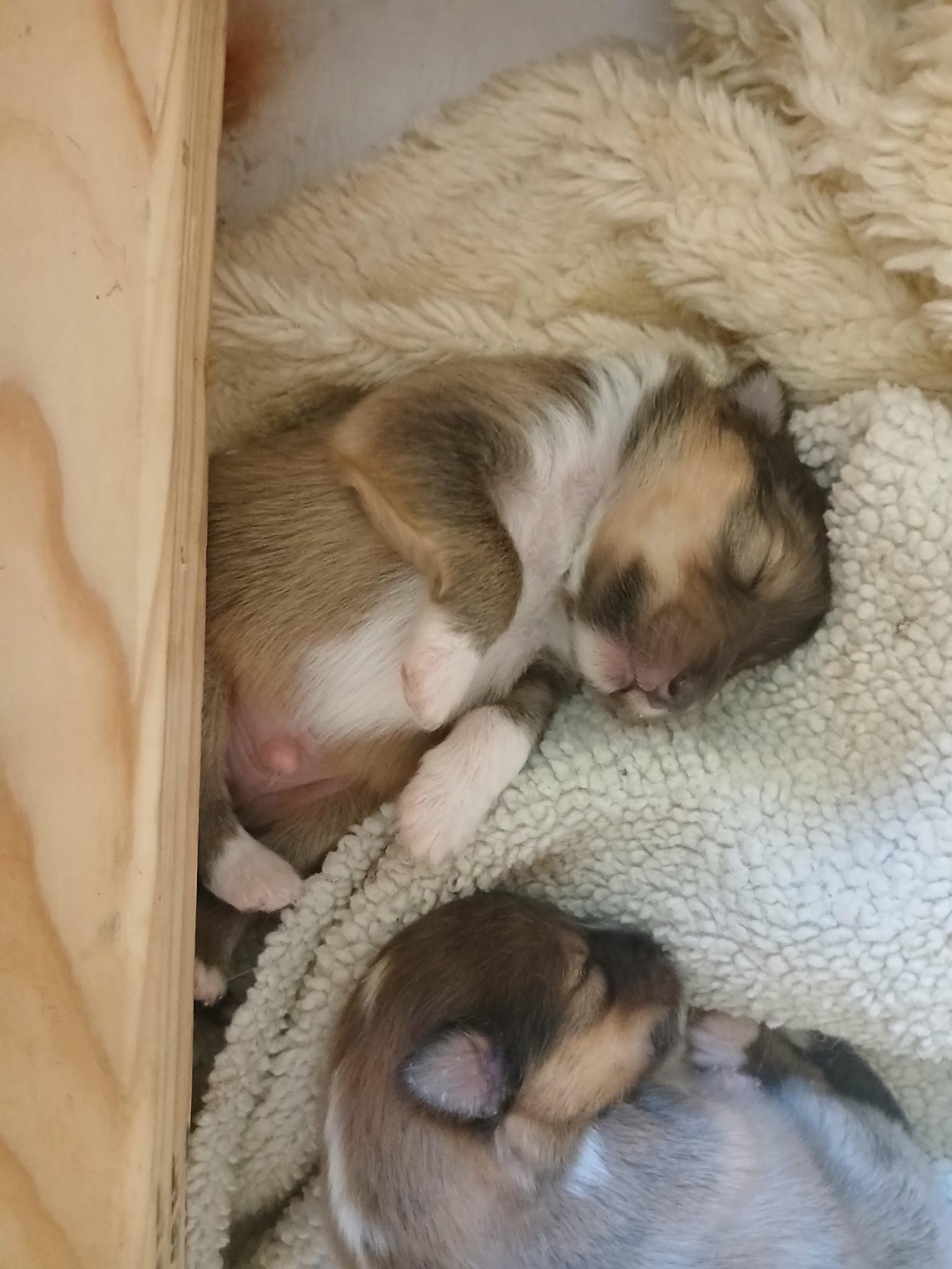 Puppies, Adopted, Puppy Male Shetland Sheepdog / Sheltie.