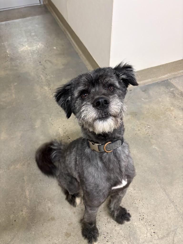 Enlarge Harold (Gumball), a Adoptable mixed breed in Monroe Township, NJ image 6/6