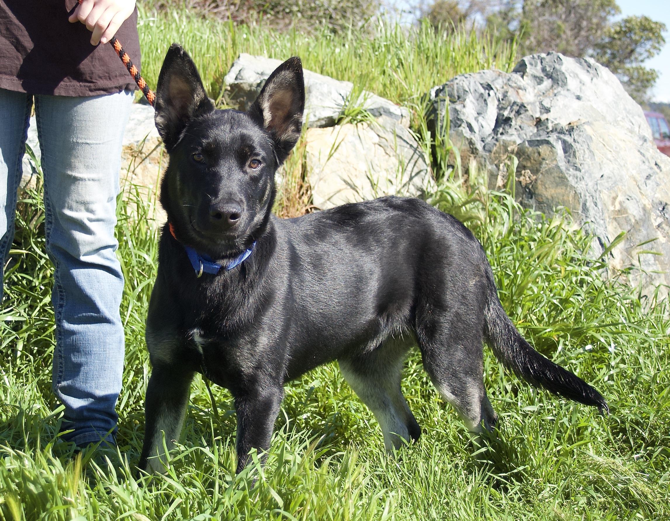 Cornbread is a sweet and loving youngster This sweet boy wants to be loved and is willing to give y