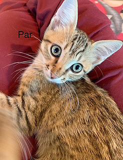 Par