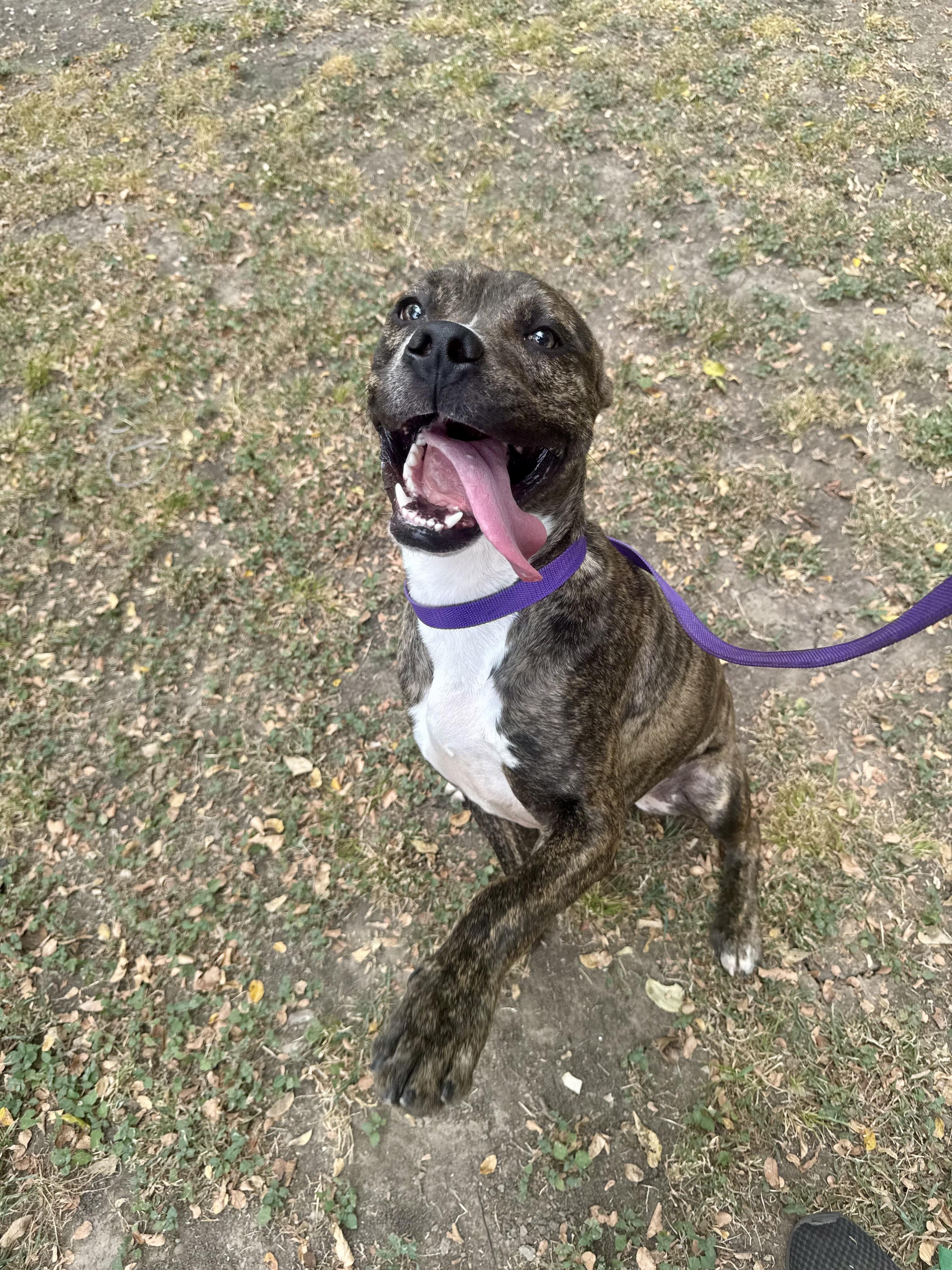 Enlarge Squeakers, a ADOPTABLE mixed breed in Sherman, TX image 3/4