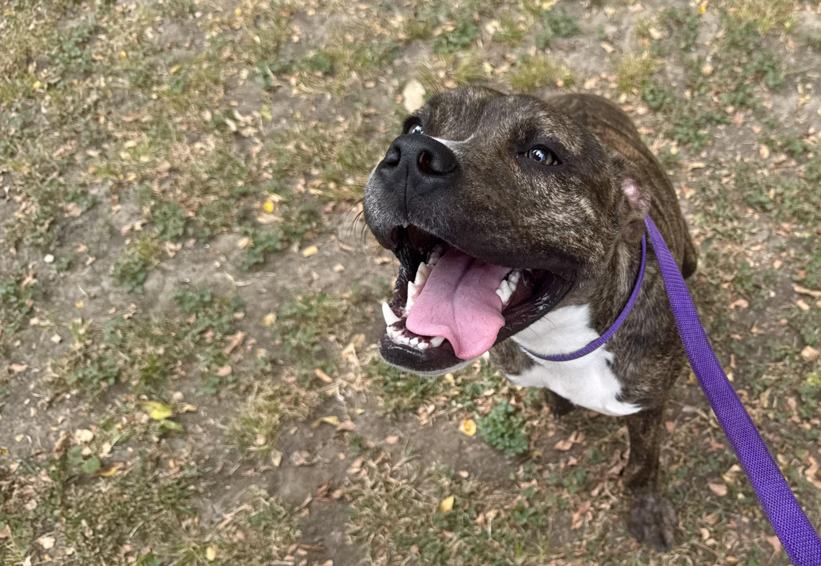 Squeakers, ADOPTABLE, Adult Male American Staffordshire Terrier.