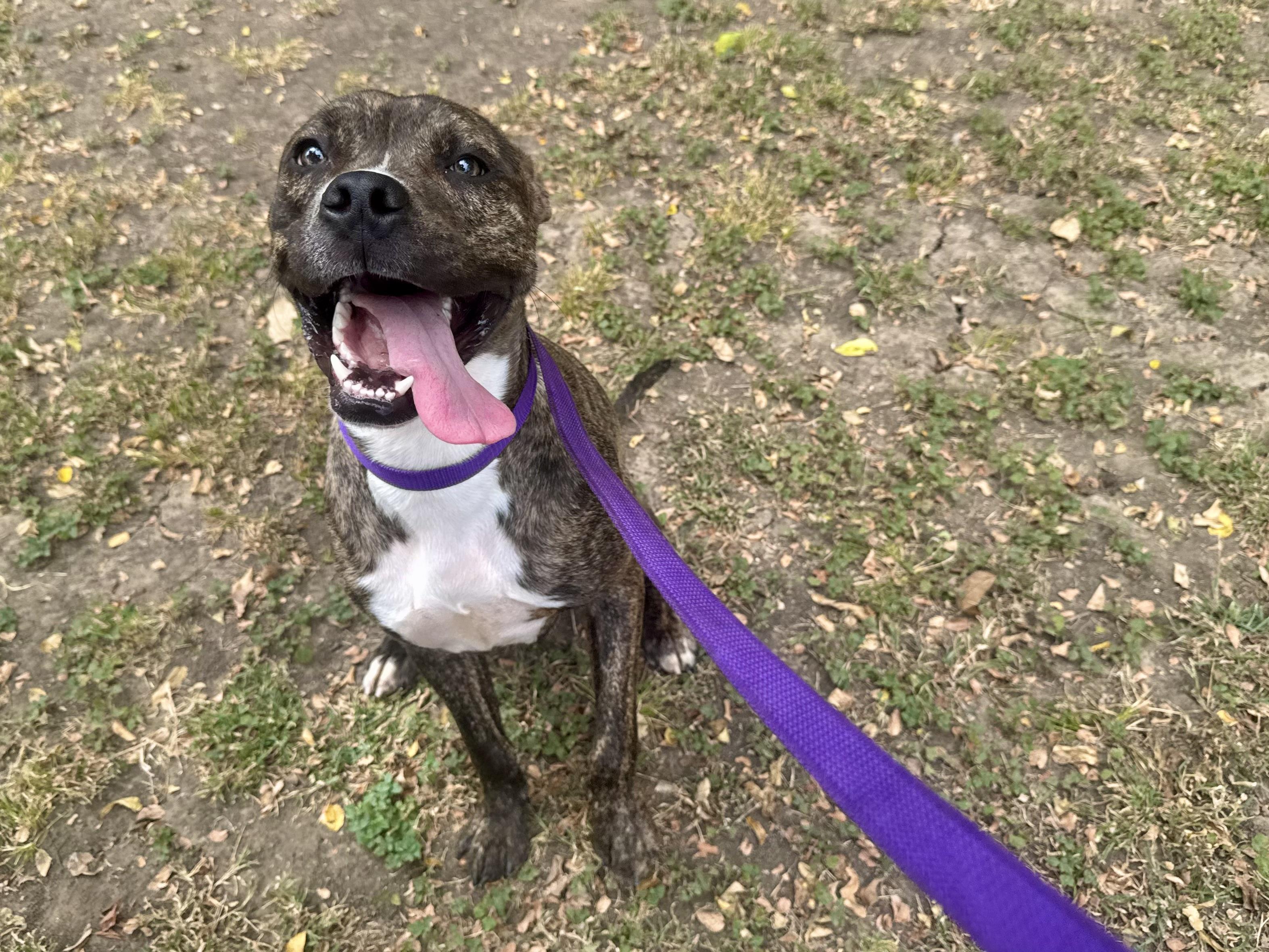 Enlarge Squeakers, a ADOPTABLE mixed breed in Sherman, TX image 2/4