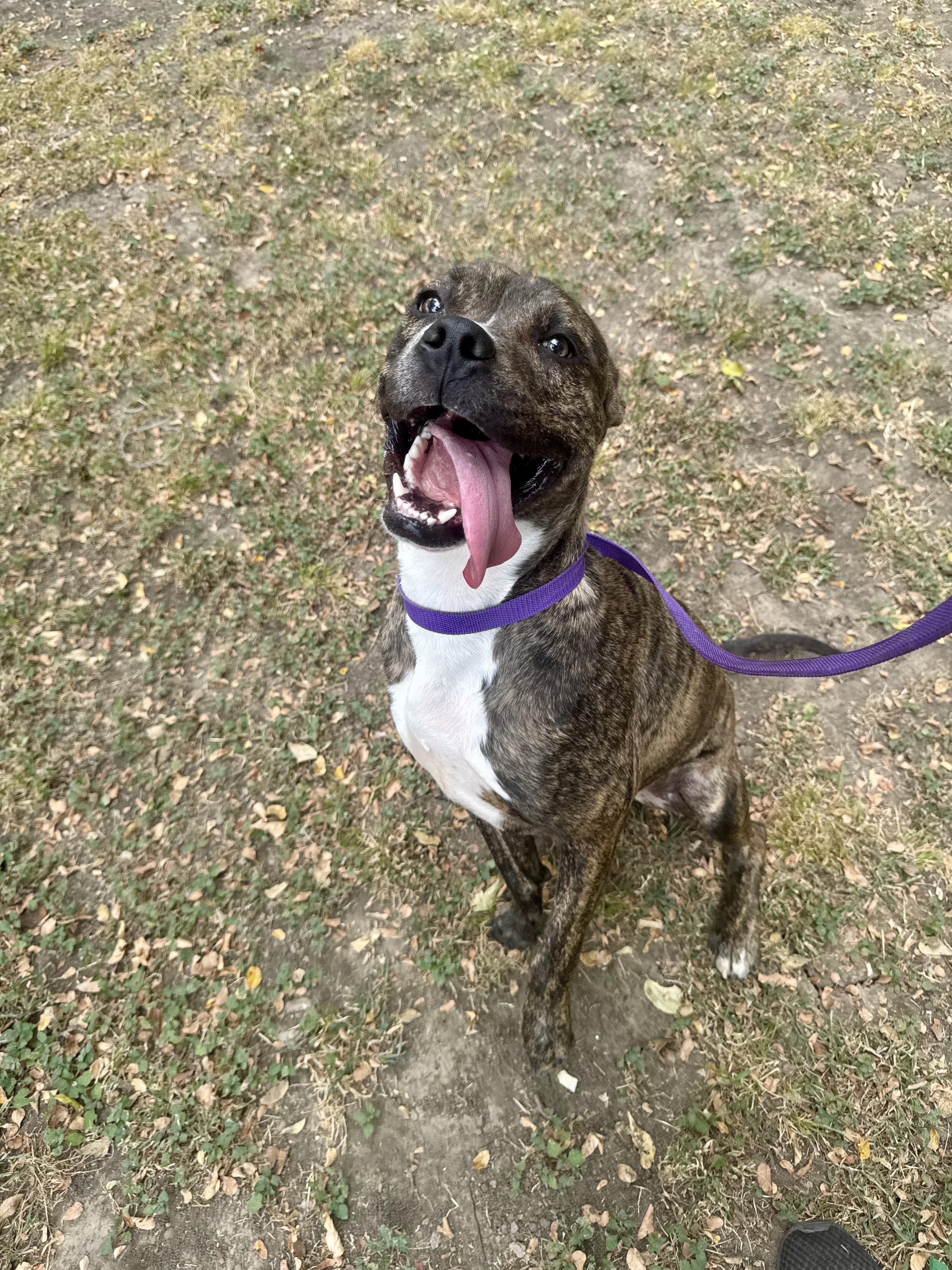 Enlarge Squeakers, a ADOPTABLE mixed breed in Sherman, TX image 4/4