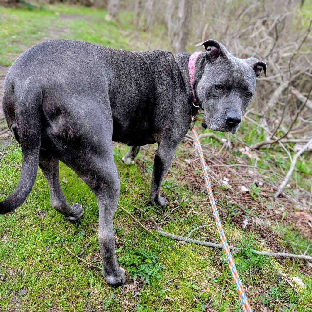 Jemma, Adoptable, Adult Female Mixed Breed.