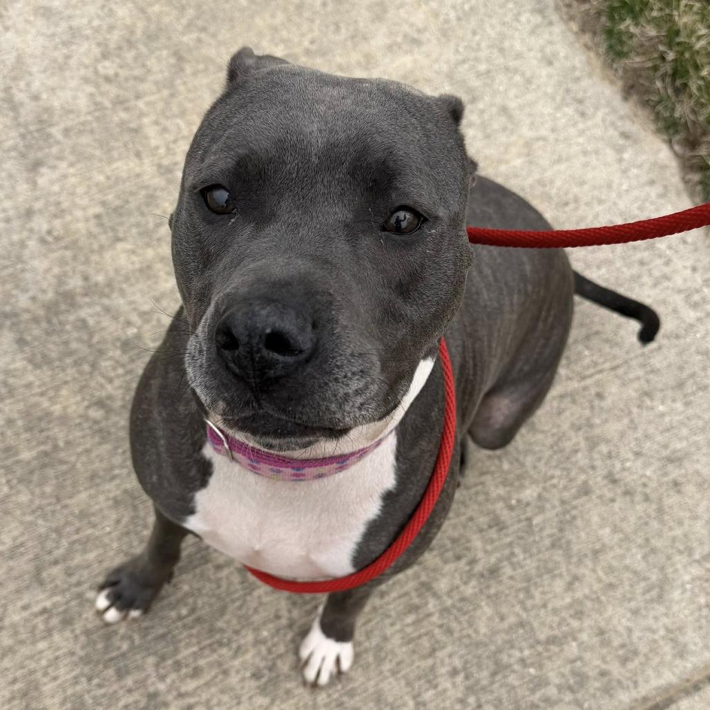 Enlarge Jemma, a Adoptable Mixed Breed in Grand Rapids, MI image 2/6