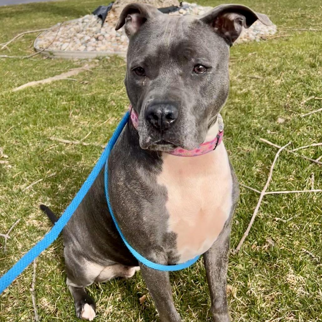 Enlarge Jemma, a Adoptable Mixed Breed in Grand Rapids, MI image 3/6