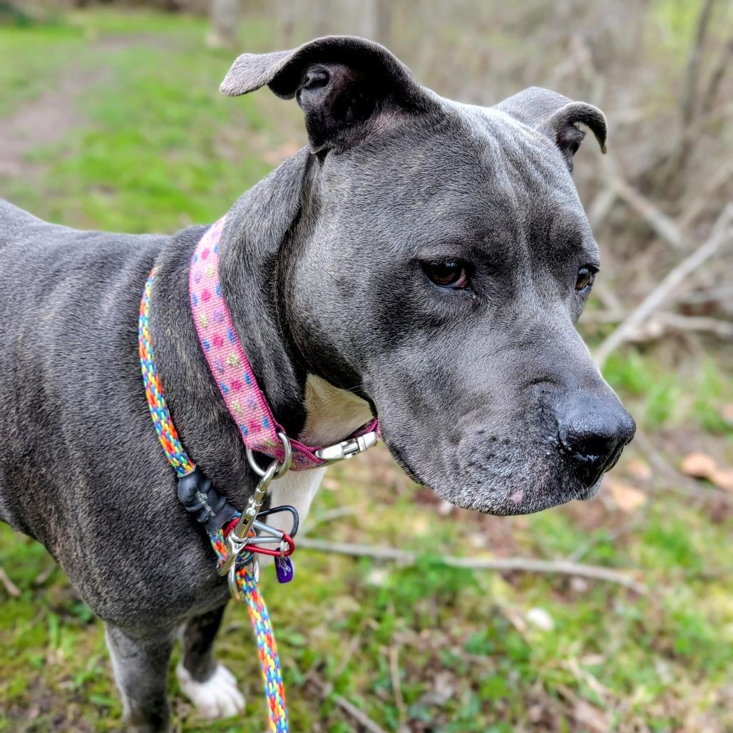 Enlarge Jemma, a Adoptable Mixed Breed in Grand Rapids, MI image 5/6