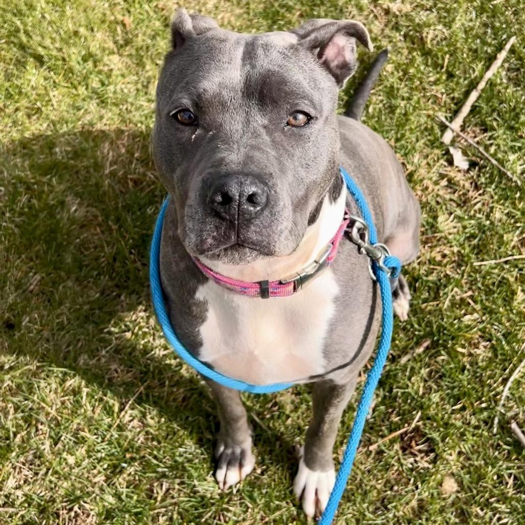 Enlarge Jemma, a Adoptable Mixed Breed in Grand Rapids, MI image 6/6