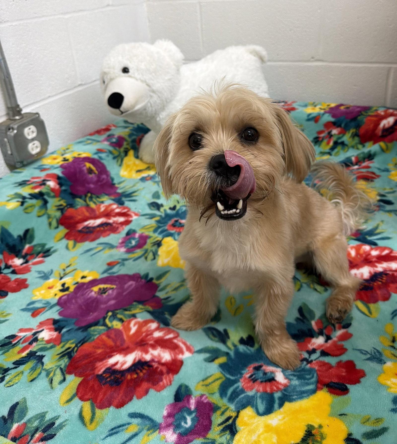 Chucky, Adoptable, Young Male Shih Tzu & Yorkshire Terrier.