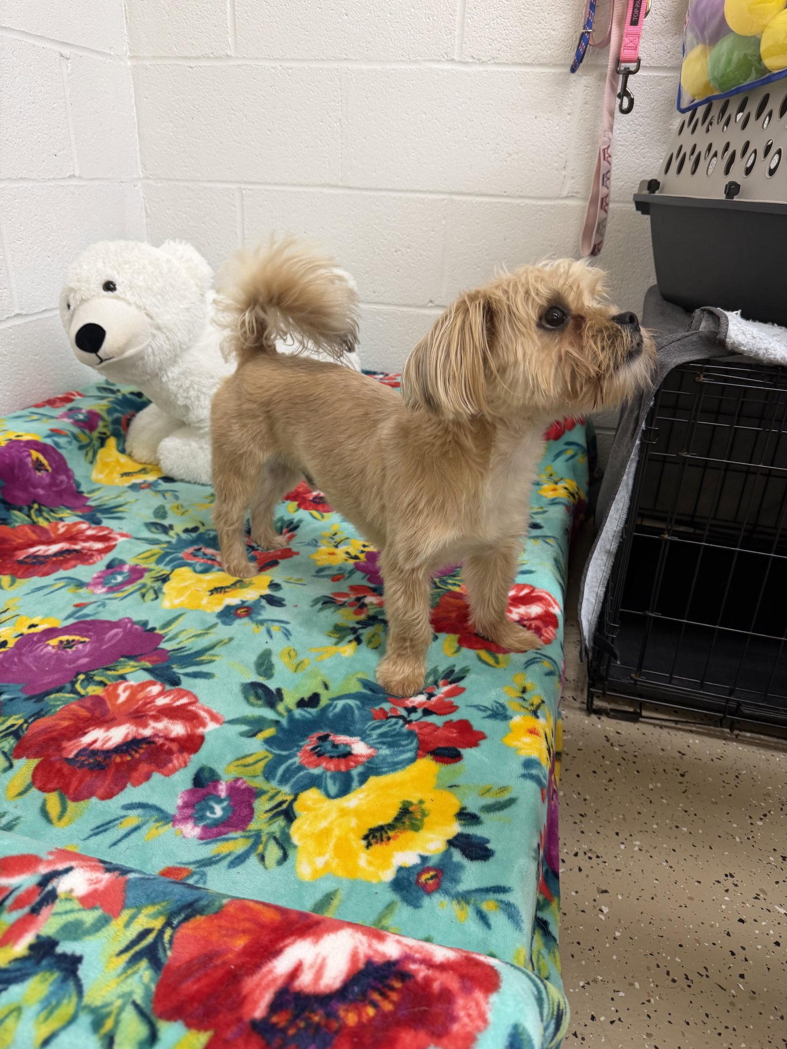 Enlarge Chucky, a Adoptable mixed breed in York, SC image 2/3