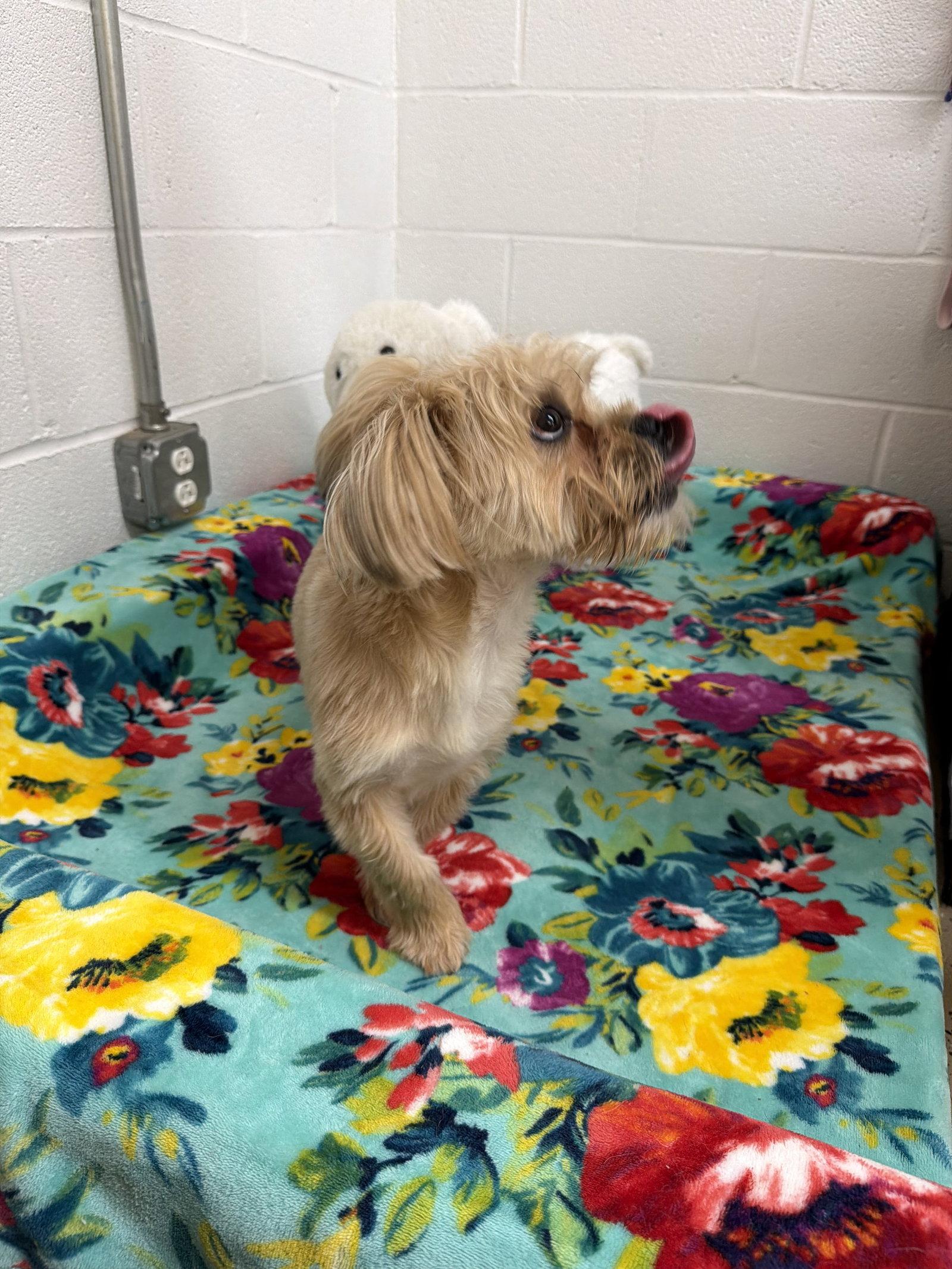 Enlarge Chucky, a Adoptable mixed breed in York, SC image 3/3