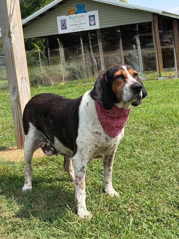 Lady, a Adoptable Treeing Walker Coonhound in Maryville, TN image 1/5