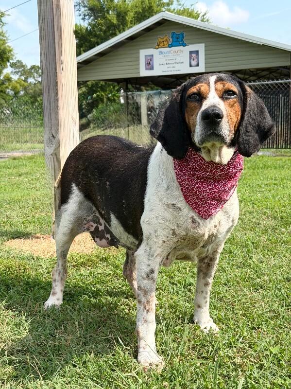 Lady, a Adoptable Treeing Walker Coonhound in Maryville, TN image 2/5