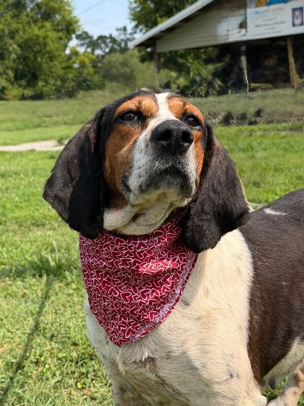 Lady, a Adoptable Treeing Walker Coonhound in Maryville, TN image 3/5