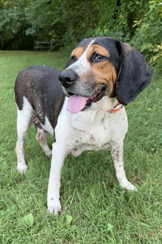 Enlarge Lady, a Adoptable Treeing Walker Coonhound in Maryville, TN image 4/6