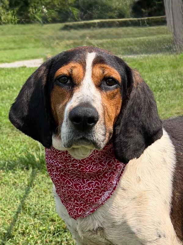Lady, a Adoptable Treeing Walker Coonhound in Maryville, TN image 4/5