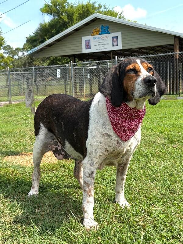 Lady, a Adoptable Treeing Walker Coonhound in Maryville, TN image 5/5