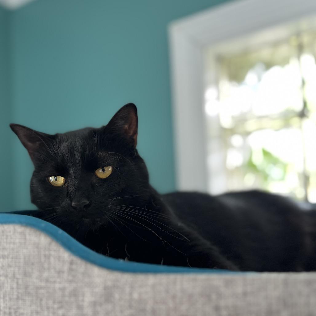 Blossom, Adoptable, Adult Female Domestic Short Hair.