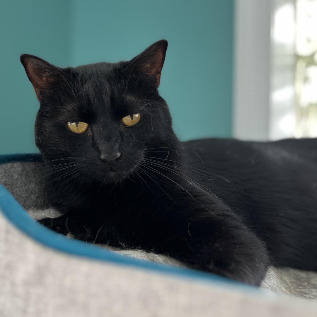 Blossom, a Adoptable Domestic Short Hair in Fredericksburg, VA image 2/4