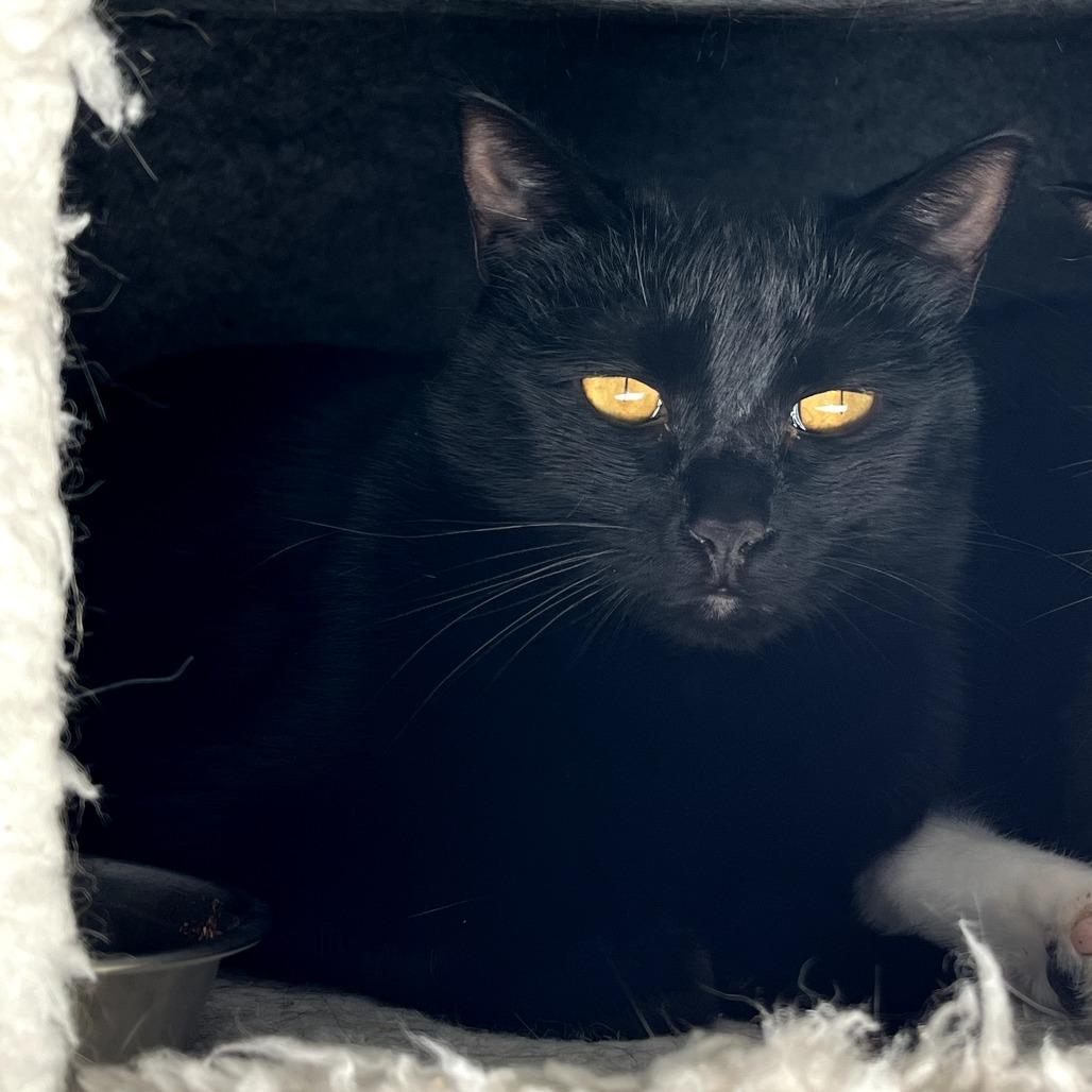 Blossom, a Adoptable Domestic Short Hair in Fredericksburg, VA image 3/4