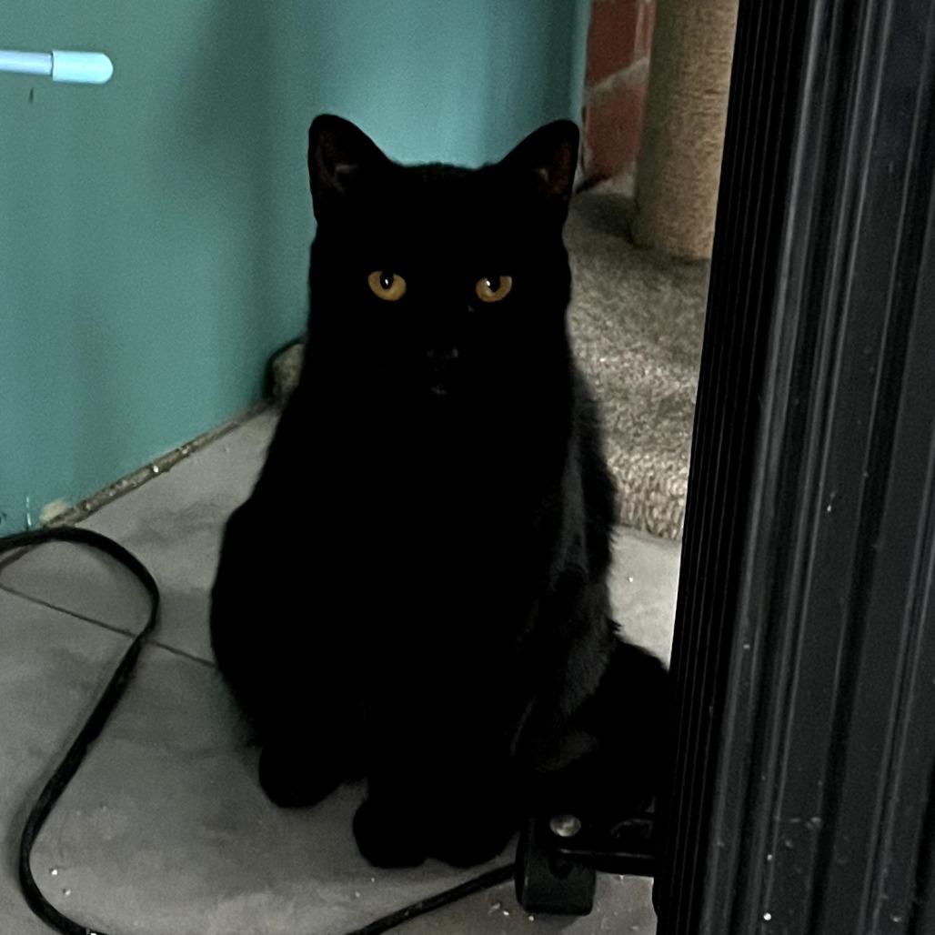 Blossom, a Adoptable Domestic Short Hair in Fredericksburg, VA image 4/4