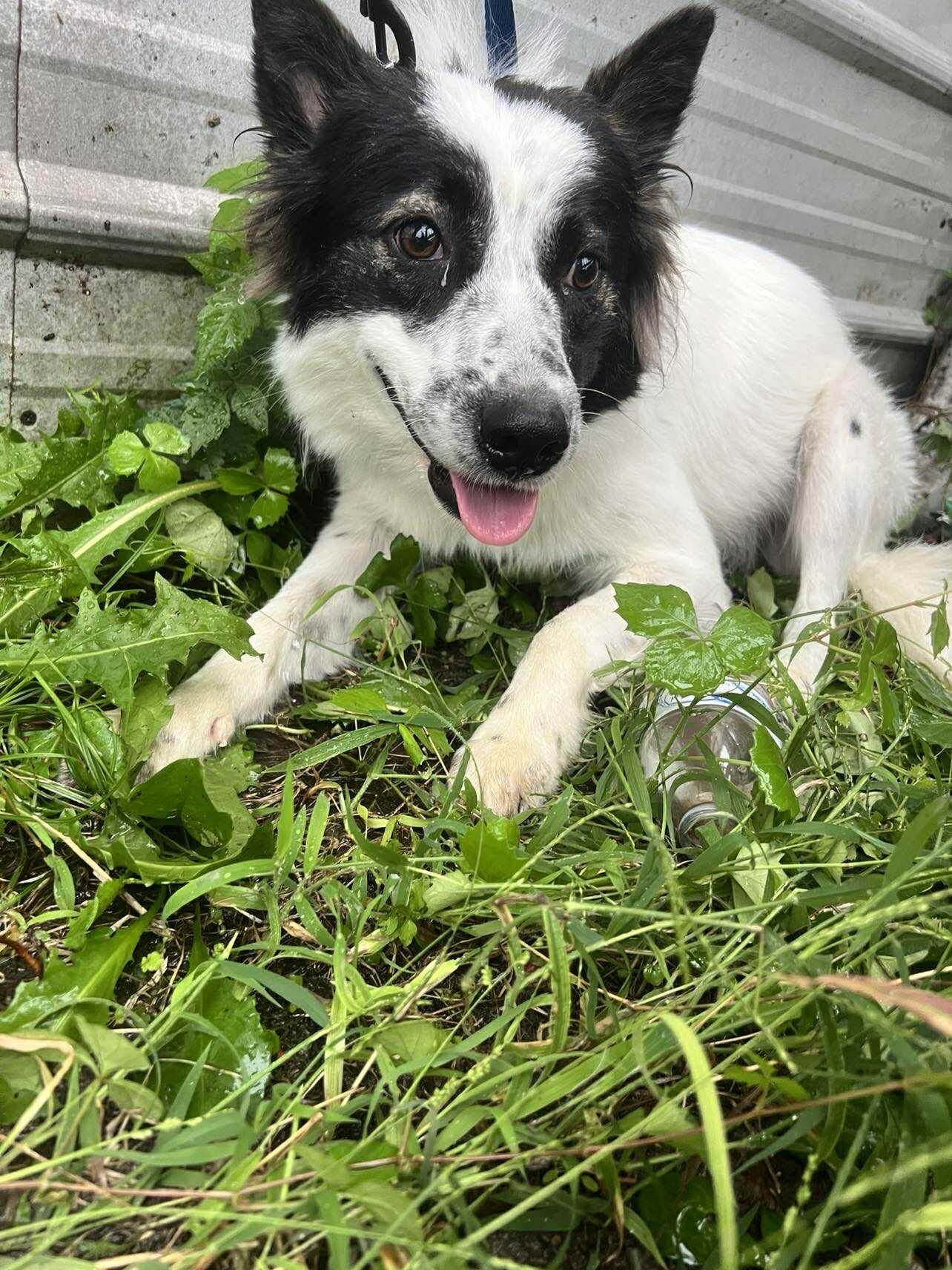 Skye, Adoptable, Adult Female Border Collie.