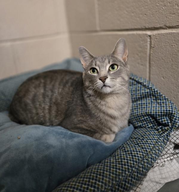 Enlarge Gaston, a ADOPTABLE Domestic Short Hair in Bowmanville, ON image 1/2