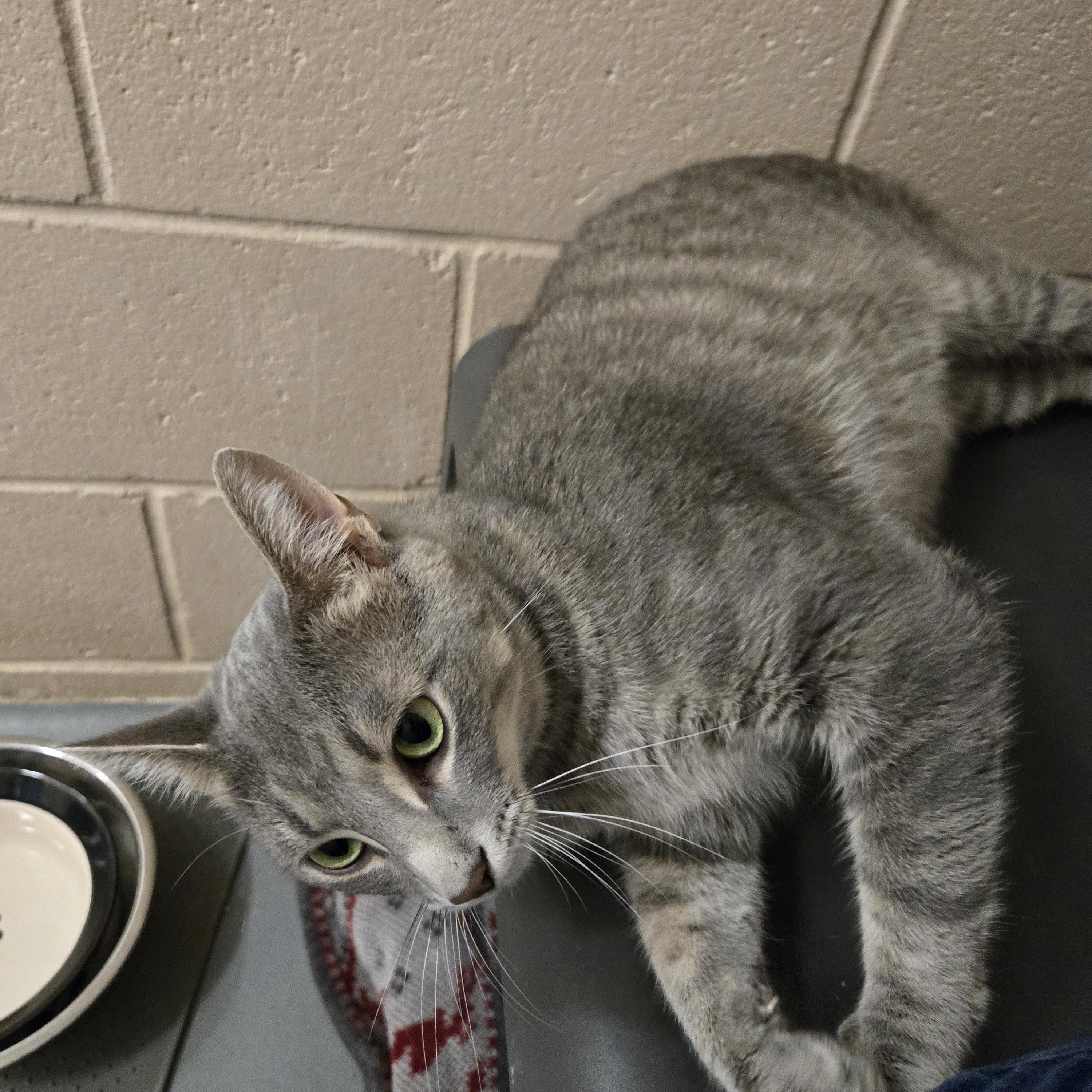 Enlarge Gaston, a ADOPTABLE Domestic Short Hair in Bowmanville, ON image 2/2