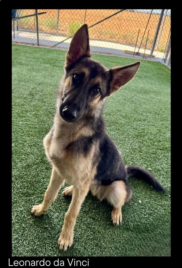 Enlarge Leonardo da Vinci, a Adopted German Shepherd Dog in Chino Valley, AZ image 1/2
