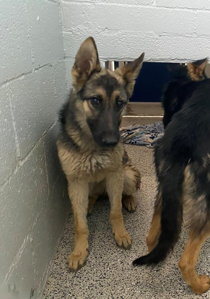 Enlarge Leonardo da Vinci, a Adopted German Shepherd Dog in Chino Valley, AZ image 2/2