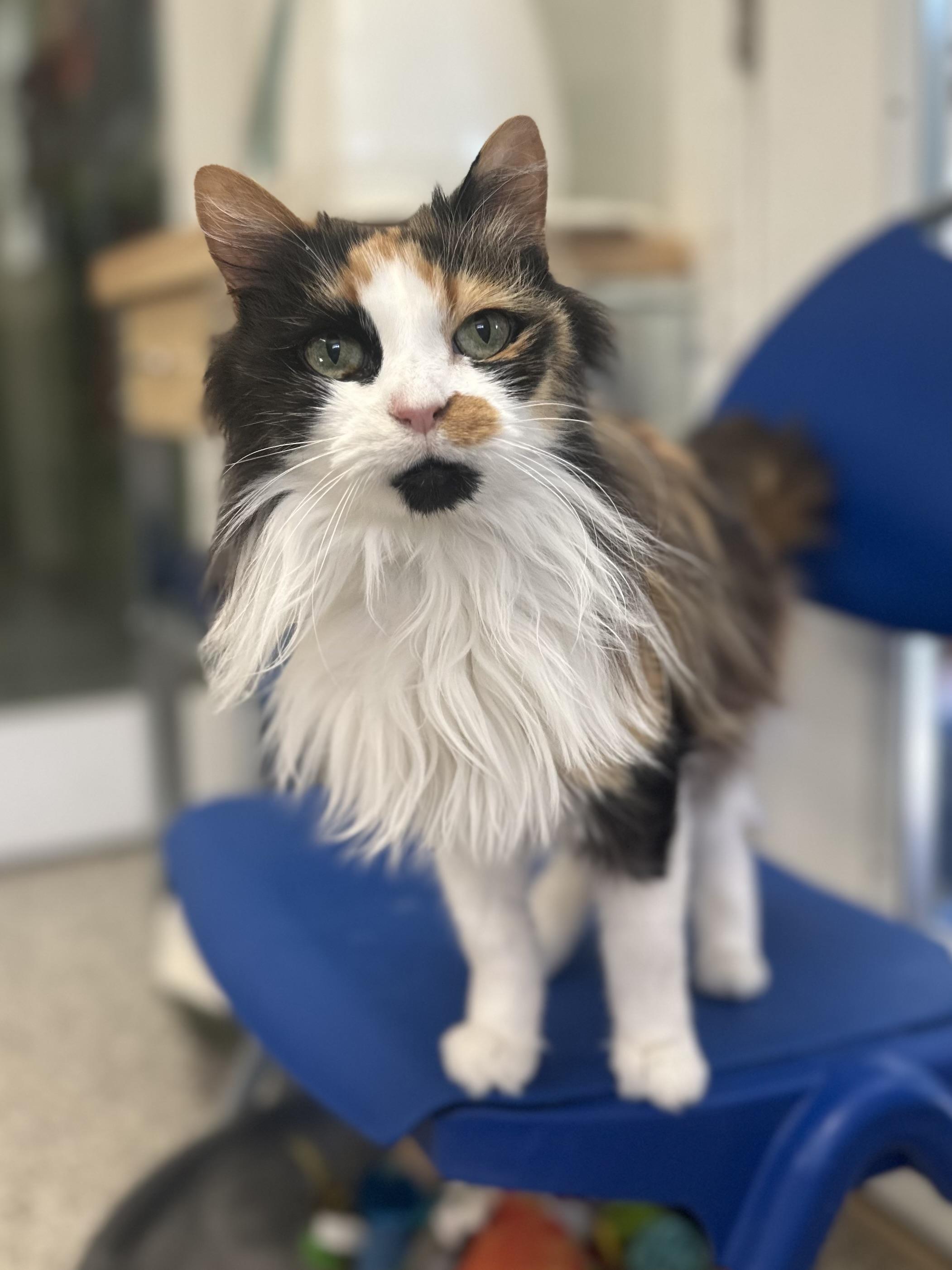 Enlarge Kat Von D, an adopted mixed breed in Chattanooga, TN image 5/6