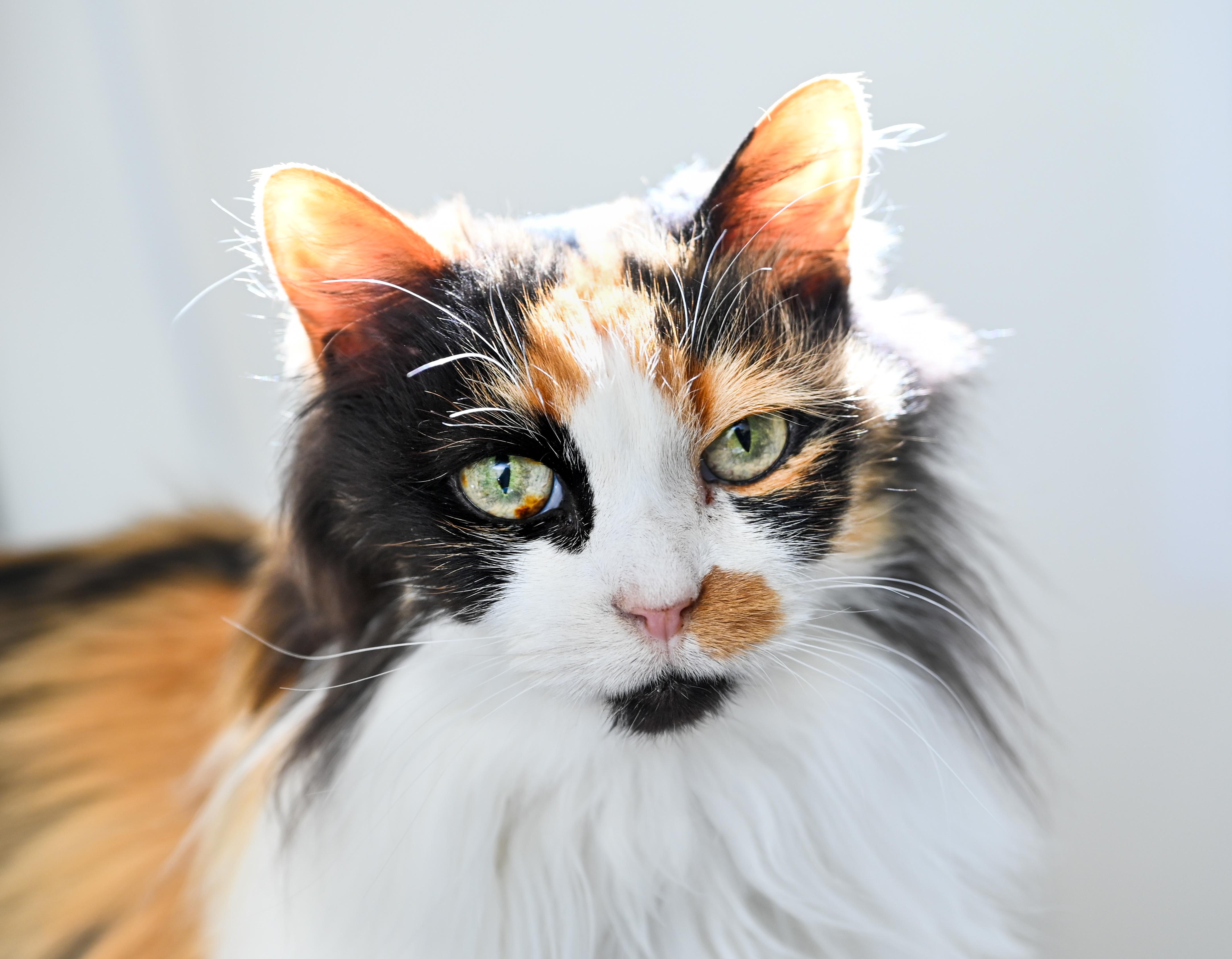 Enlarge Kat Von D, an adopted mixed breed in Chattanooga, TN image 3/6