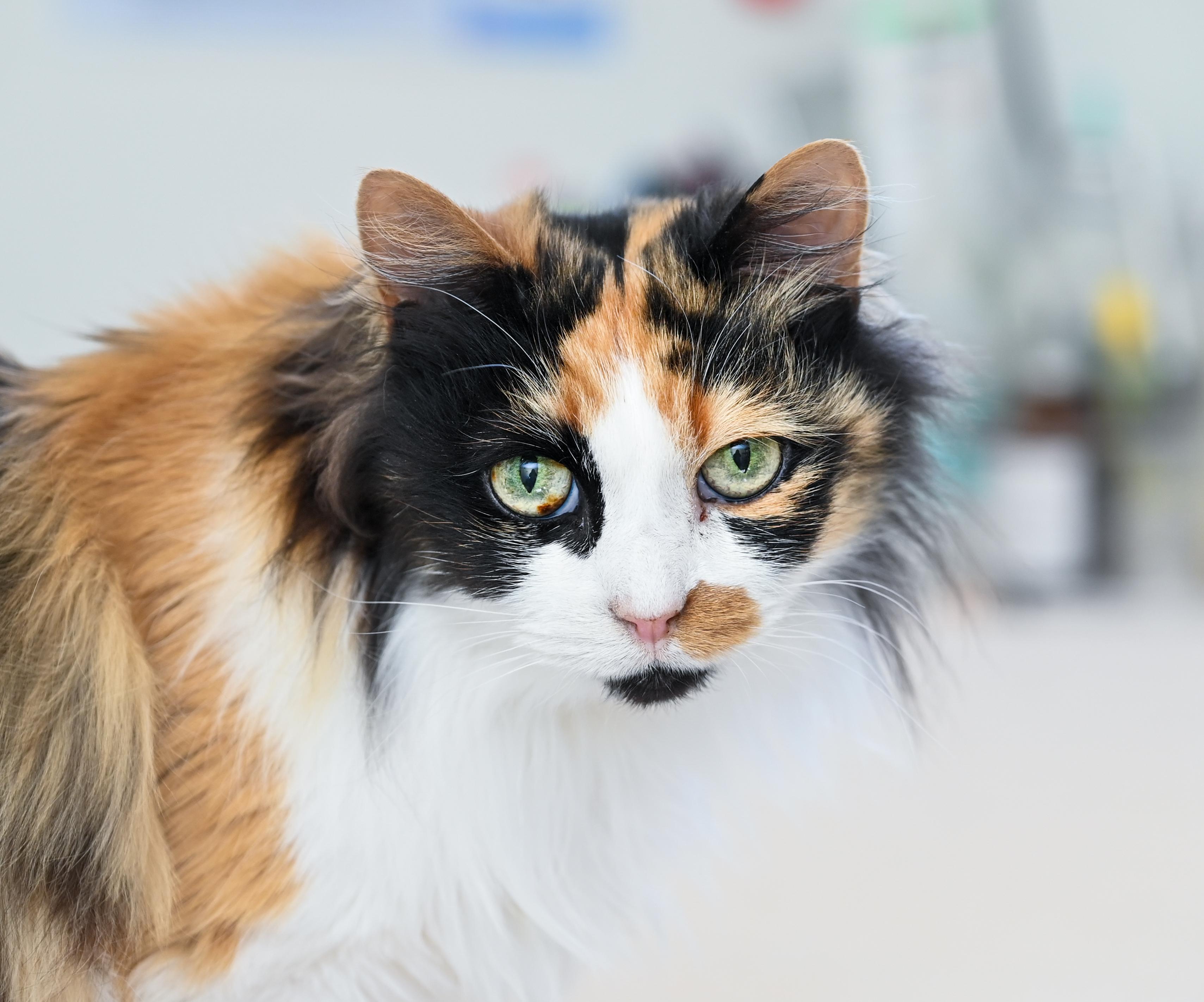 Enlarge Kat Von D, an adopted mixed breed in Chattanooga, TN image 1/6