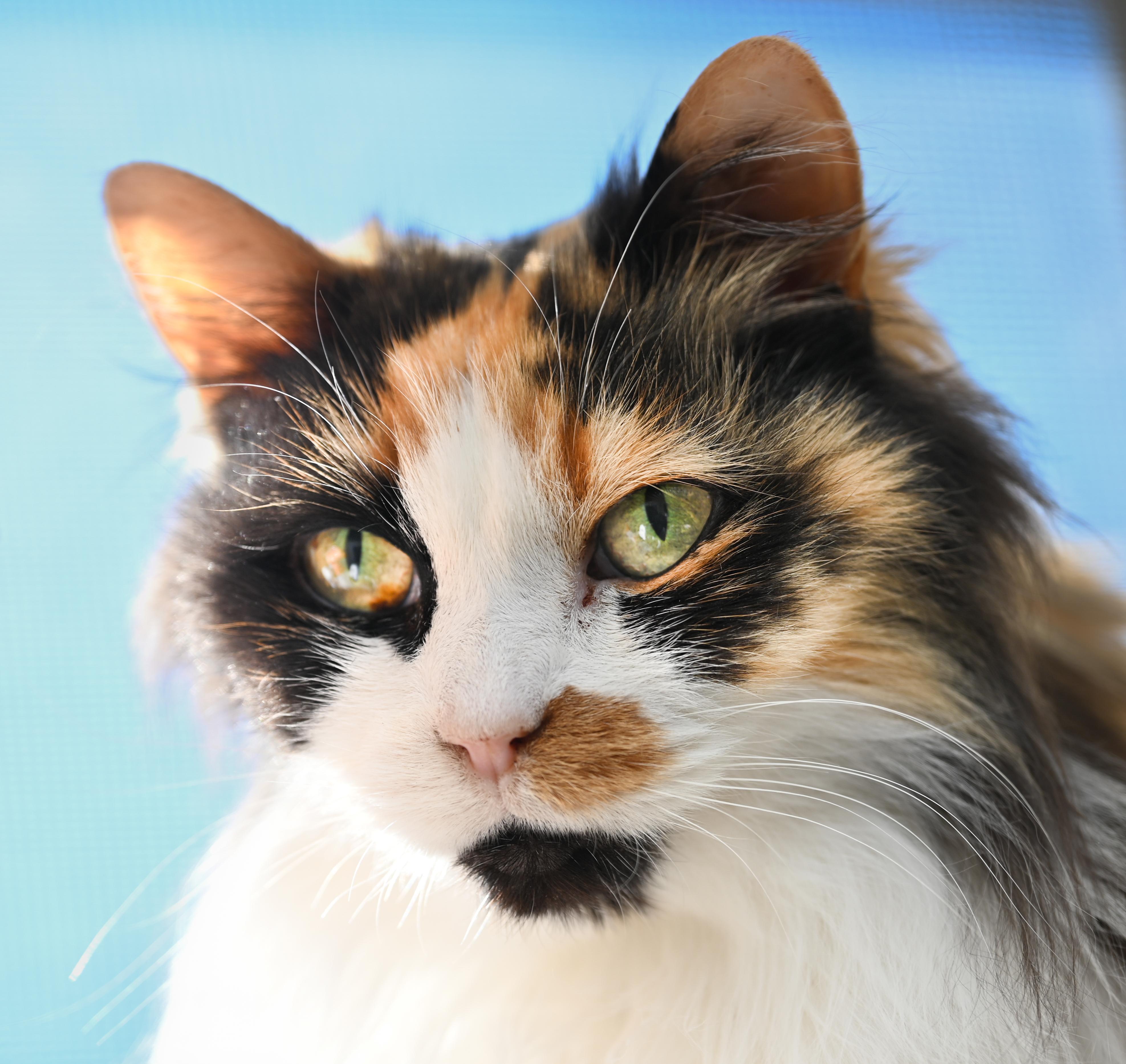 Enlarge Kat Von D, an adopted mixed breed in Chattanooga, TN image 2/6