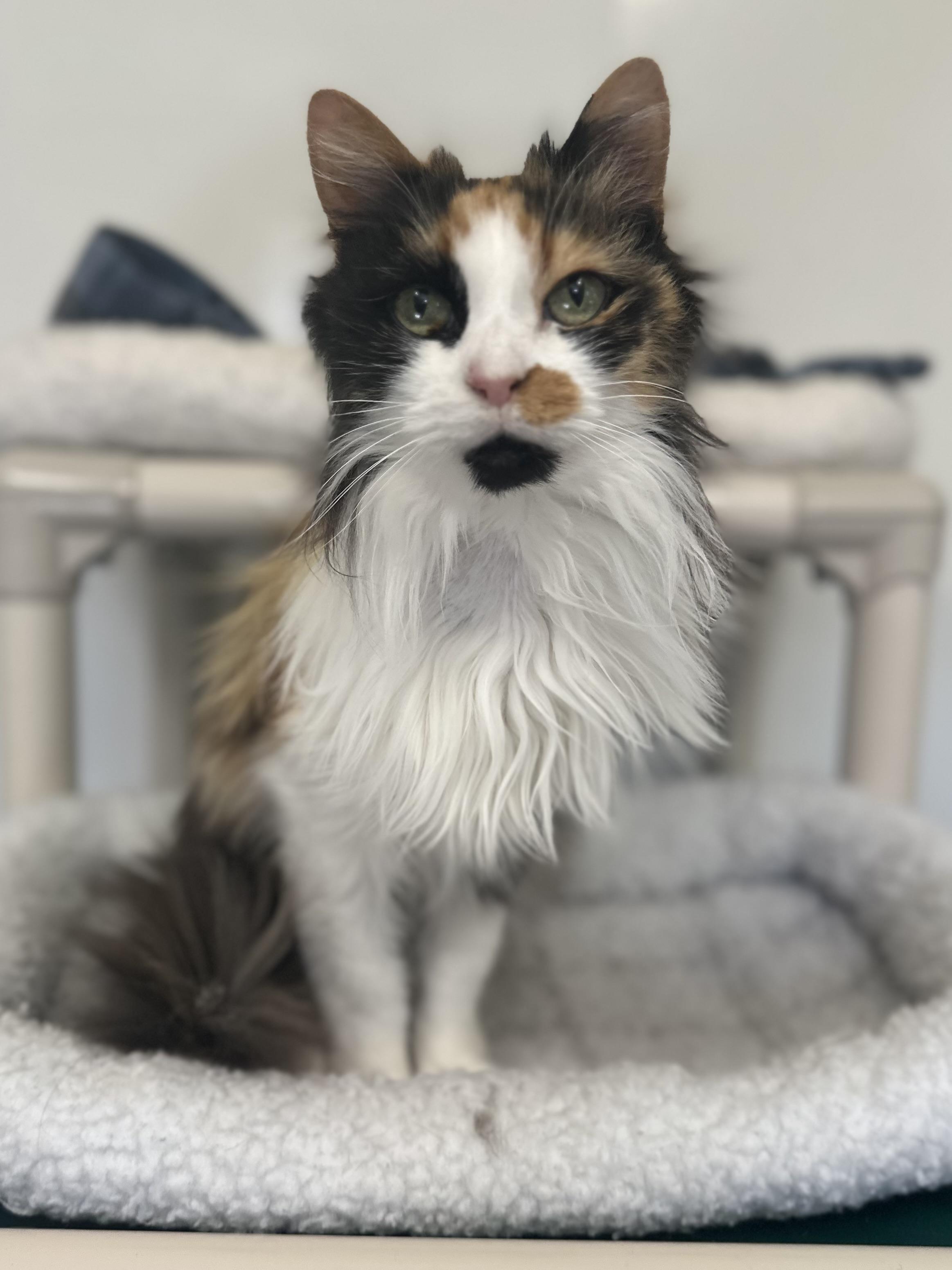 Enlarge Kat Von D, an adopted mixed breed in Chattanooga, TN image 4/6